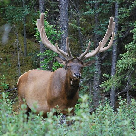 Celtic Haven Hotel Jasper National Park Bagian luar foto